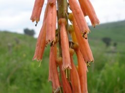 Kniphofia angustifolia ageing inflorescence